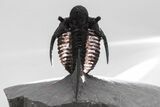 Spiny Cyphaspis Trilobite - Translucent Shell #215154-6